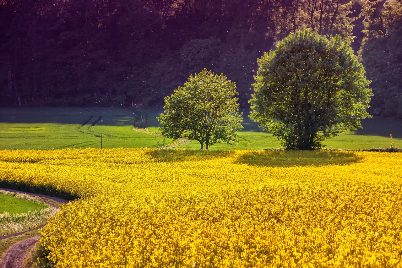 découvrez l'univers de l'agriculture, un secteur primordial pour notre alimentation et notre économie. explorez les techniques modernes, les enjeux environnementaux et les innovations durables qui façonnent l'avenir de l'agriculture.